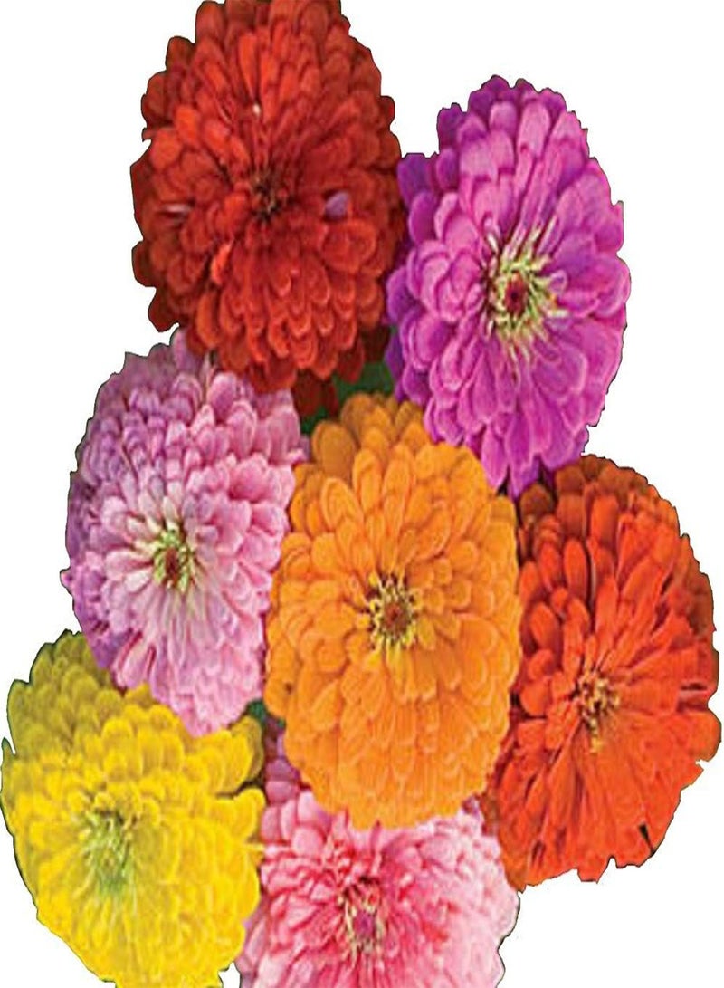 GGOOT California Giant Zinnia 500+ Seeds, Beautiful Bright Crisp Colors