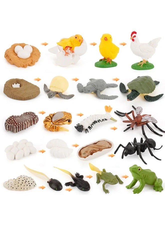 Early Education Cognitive Toys Solid Animal Models Realistic Frog Sea Turtle Mosquito Ant Cockroach Life Cycle-Color:Goose Growth Cycle 55.3g - Image 2
