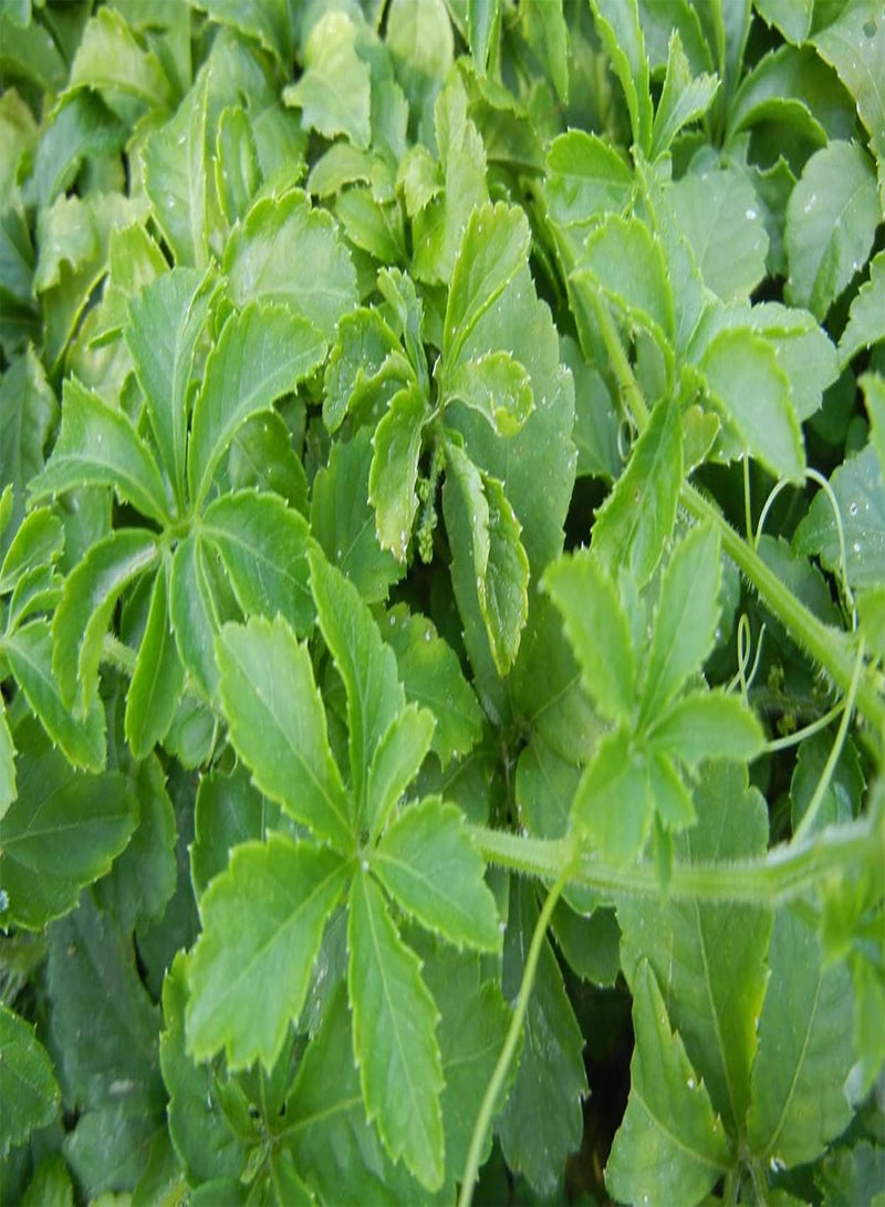 GGOOT Jiaogulan 25 Seeds Gynostemma Pentaphyllum Herbal Tea. Same Day Dispatch - Image 3