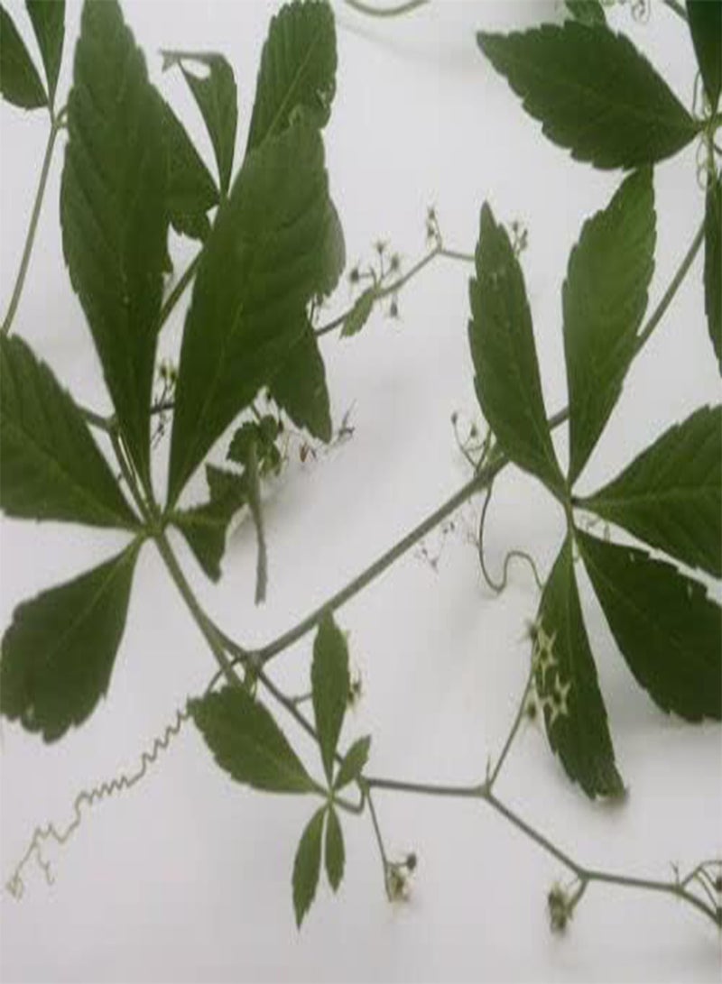 GGOOT Jiaogulan 25 Seeds Gynostemma Pentaphyllum Herbal Tea. Same Day Dispatch - Image 2