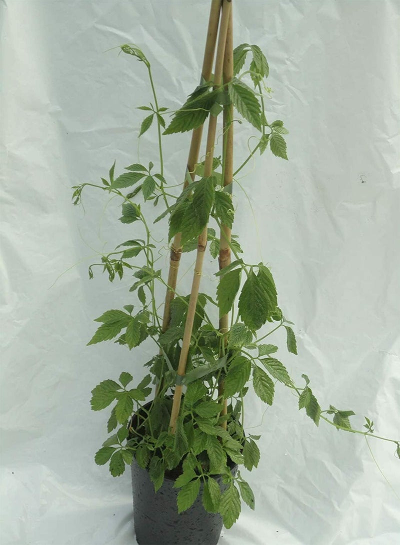 GGOOT Jiaogulan 25 Seeds Gynostemma Pentaphyllum Herbal Tea. Same Day Dispatch - Image 1