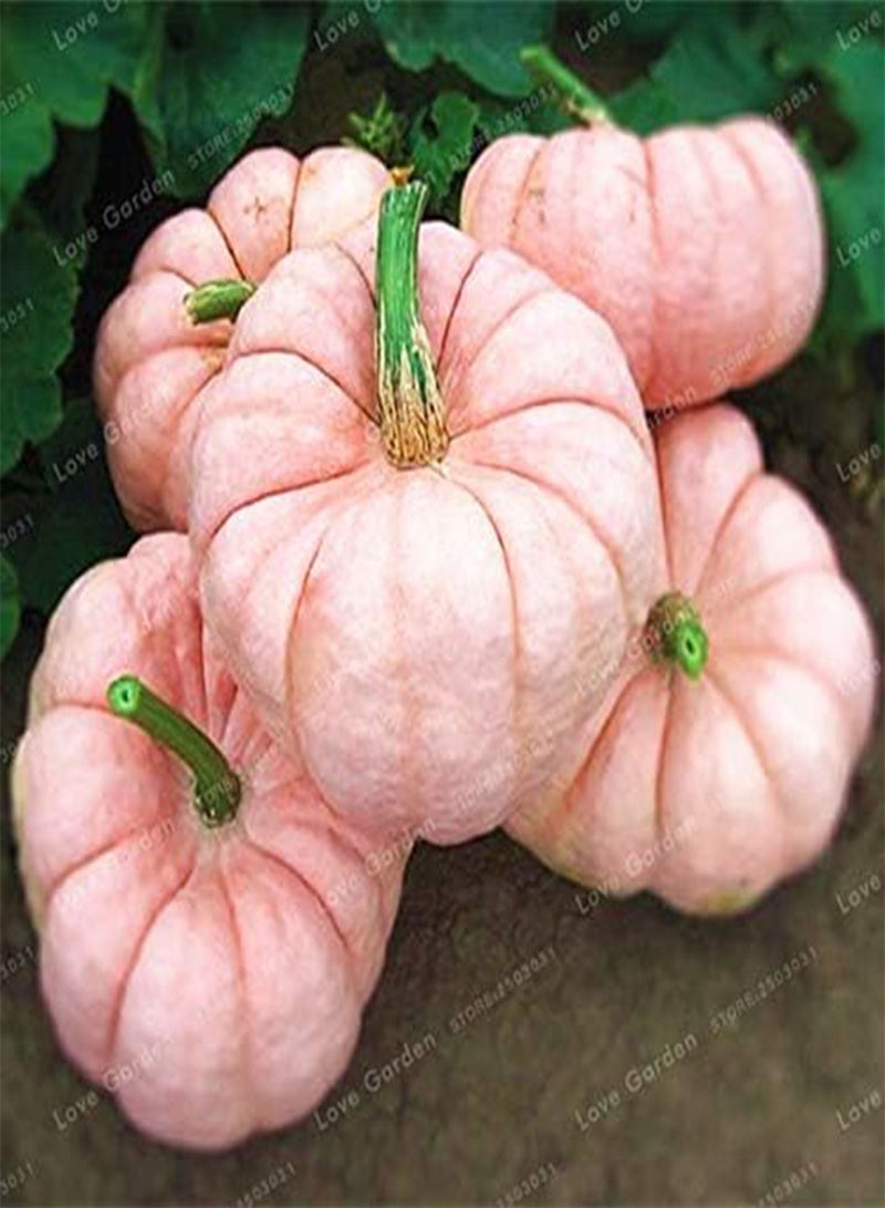 GGOOT Pumpkin Vegetables Seeds 10 Pcs/Bag; Color 16