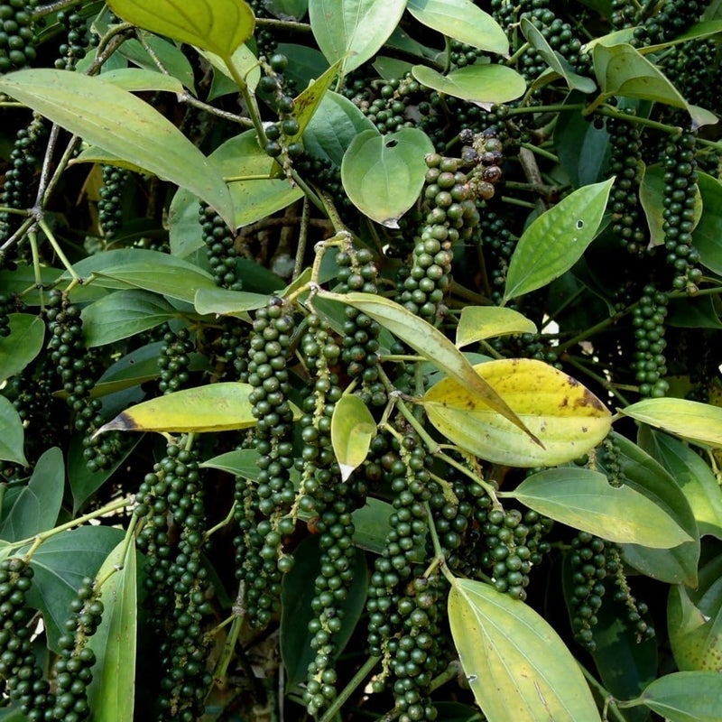 M-Tech Gardens Rare Blackpepper Plant (Karimunda Pepper, Hybrid) Exotic 1 Live Spice Plant - Image 4