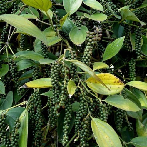 M-Tech Gardens Rare Blackpepper Plant (Karimunda Pepper, Hybrid) Exotic 1 Live Spice Plant - Image 1