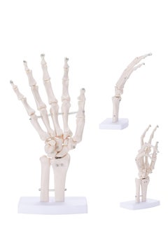 Hand Skeleton Model - Medical Human Finger Bone Anatomy Bendable