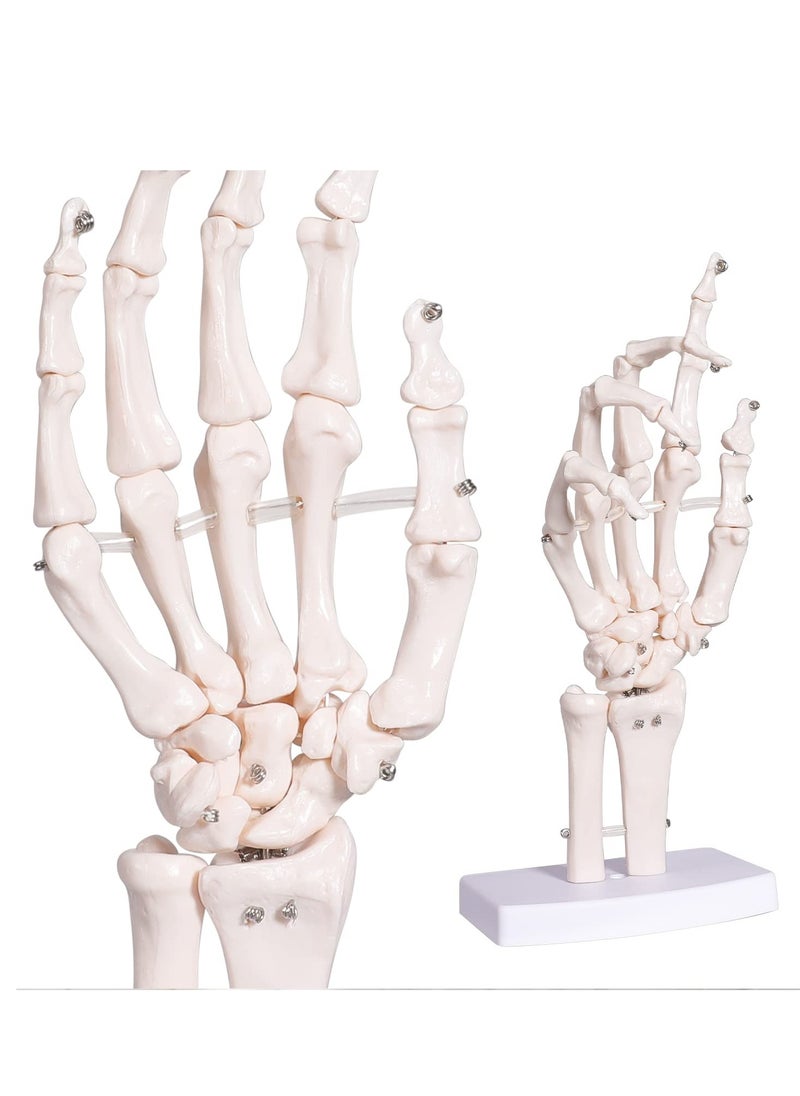 Generic - Hand Skeleton Model - Medical Human Finger Bone Anatomy Bendable - Image 1