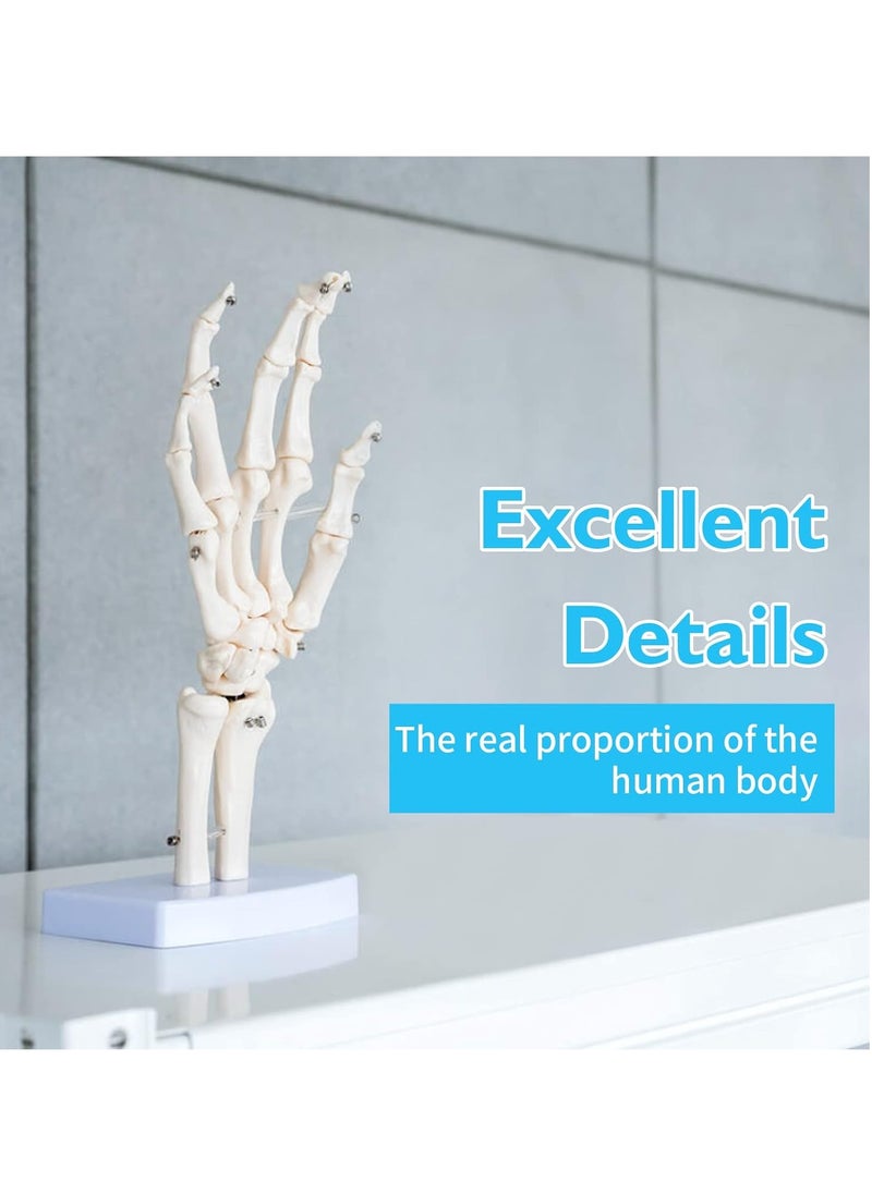 Generic - Hand Skeleton Model - Medical Human Finger Bone Anatomy Bendable - Image 1