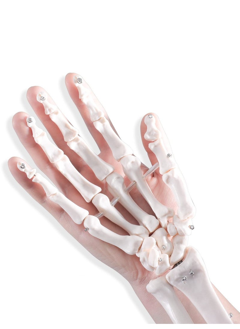 Generic - Hand Skeleton Model - Medical Human Finger Bone Anatomy Bendable - Image 1