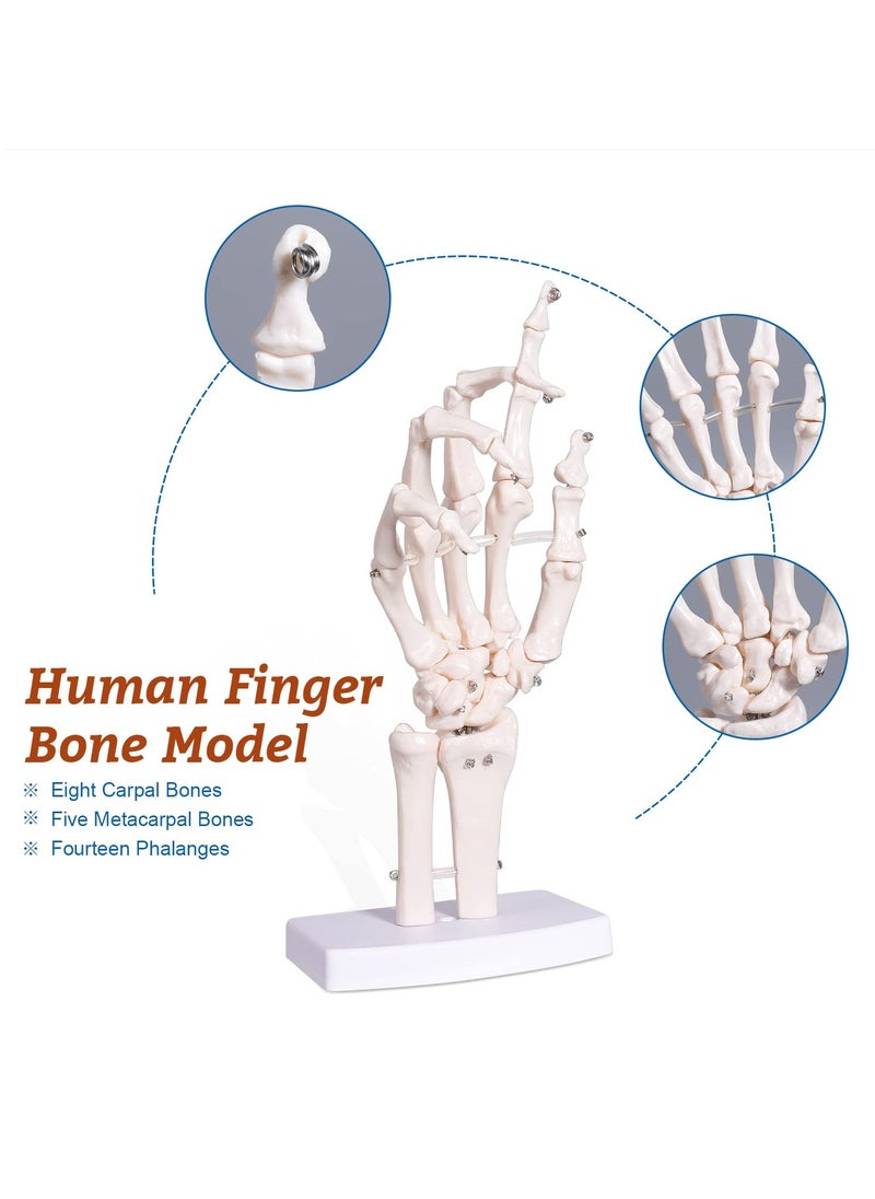 Generic - Hand Skeleton Model - Medical Human Finger Bone Anatomy Bendable - Image 1
