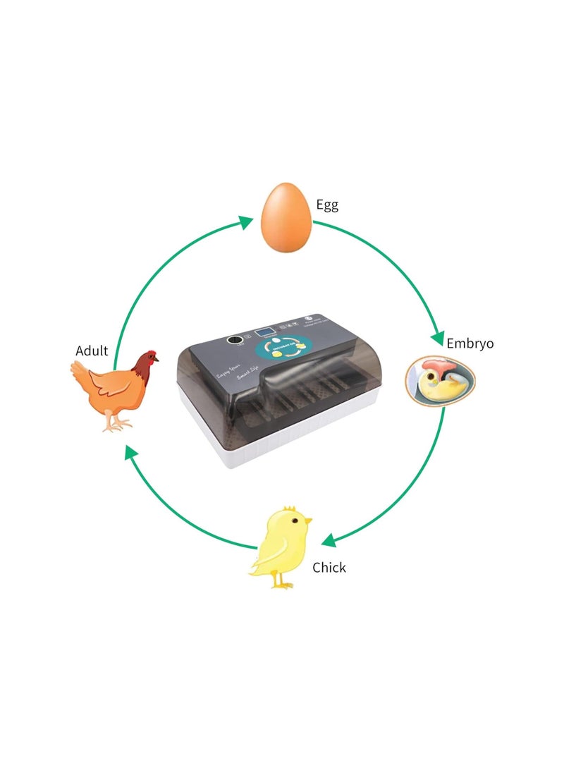 Generic - Egg Incubator, 12 Tortoise Egg Incubator, Reptile Hatcher, Thermostatic Tortoise Brooder, with Auto Egg Turner Visible Lid Digital LED Display, for Egg Incubation Beginner Child Education Gift - Image 1