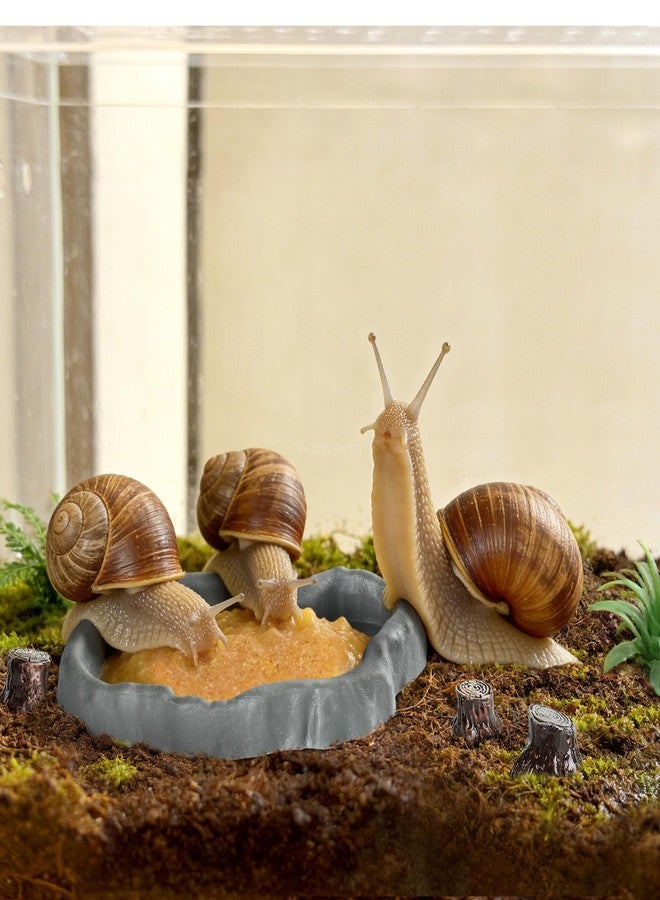 Addveyra Snail Food and Water Bowl Terrarium Feeding Dish for Tank Supplies - Image 3