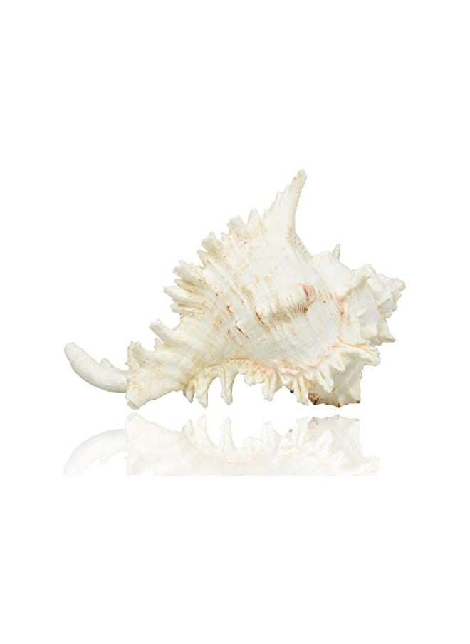 The Bros Large Natural Sea Shells, Murex Ramosus shells, Huge Ocean Conch 7-8 inches Jumbo Seashells Perfect for Wedding Decor Beach Theme Party, Home Decorations,DIY Crafts, Fish Tank and Shell Collectors  - Image 2