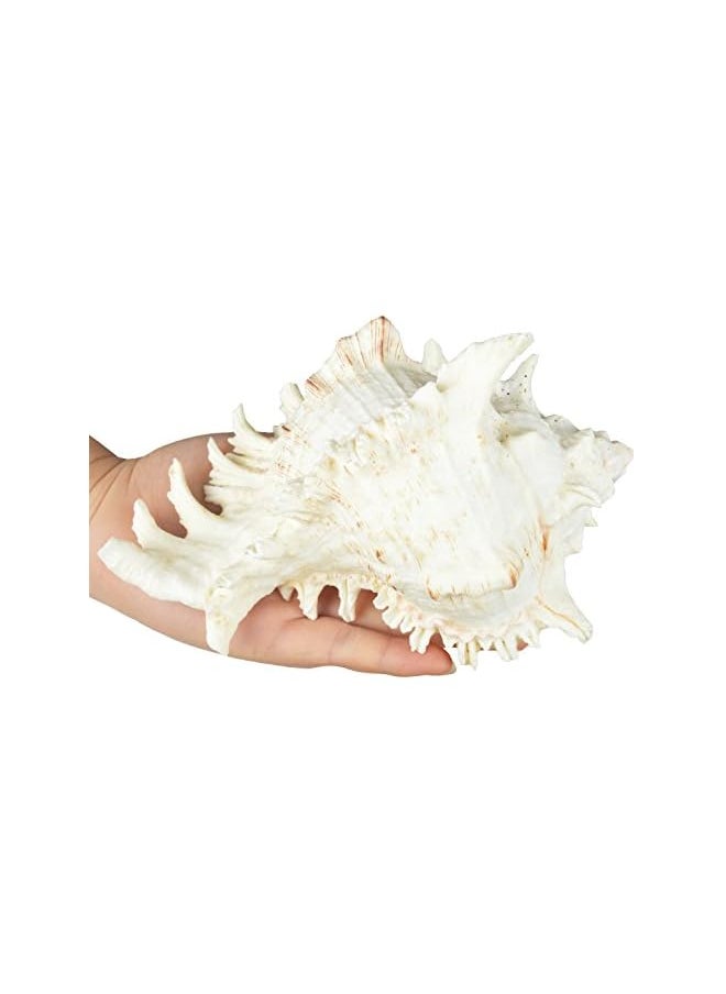 The Bros Large Natural Sea Shells, Murex Ramosus shells, Huge Ocean Conch 7-8 inches Jumbo Seashells Perfect for Wedding Decor Beach Theme Party, Home Decorations,DIY Crafts, Fish Tank and Shell Collectors  - Image 4