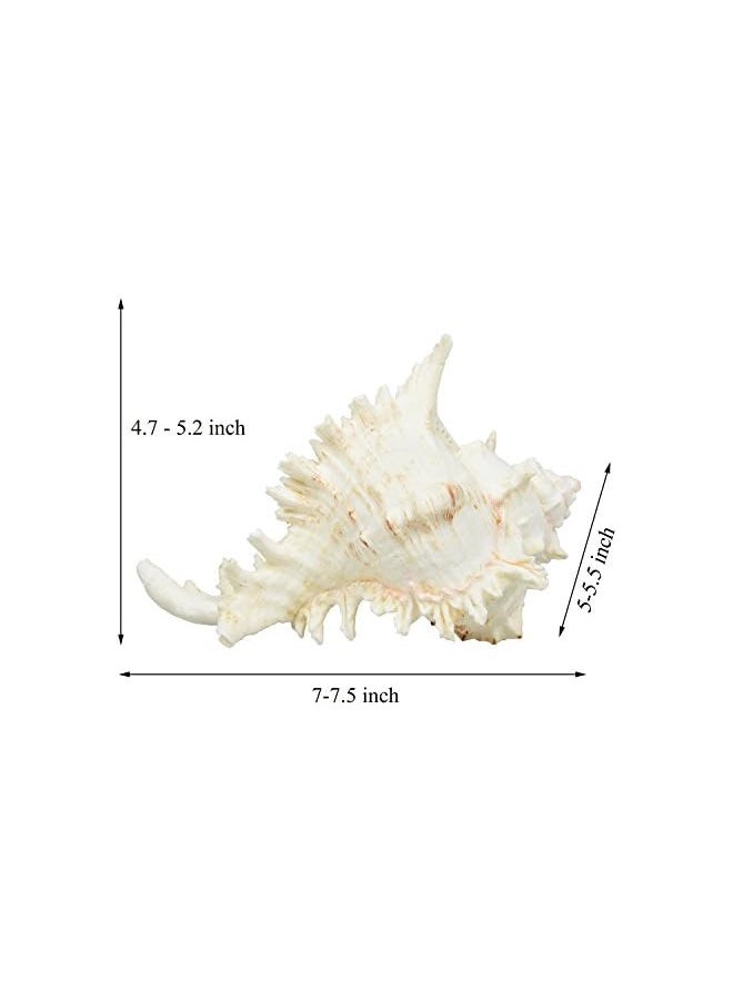 The Bros Large Natural Sea Shells, Murex Ramosus shells, Huge Ocean Conch 7-8 inches Jumbo Seashells Perfect for Wedding Decor Beach Theme Party, Home Decorations,DIY Crafts, Fish Tank and Shell Collectors  - Image 3