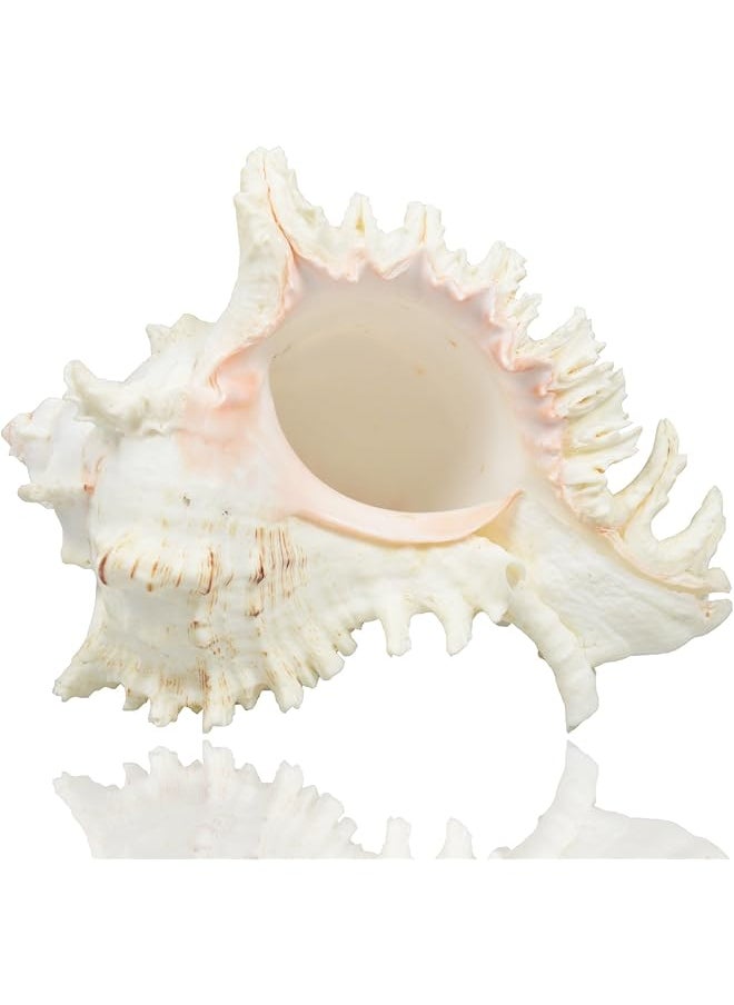 The Bros Large Natural Sea Shells, Murex Ramosus shells, Huge Ocean Conch 7-8 inches Jumbo Seashells Perfect for Wedding Decor Beach Theme Party, Home Decorations,DIY Crafts, Fish Tank and Shell Collectors  - Image 1