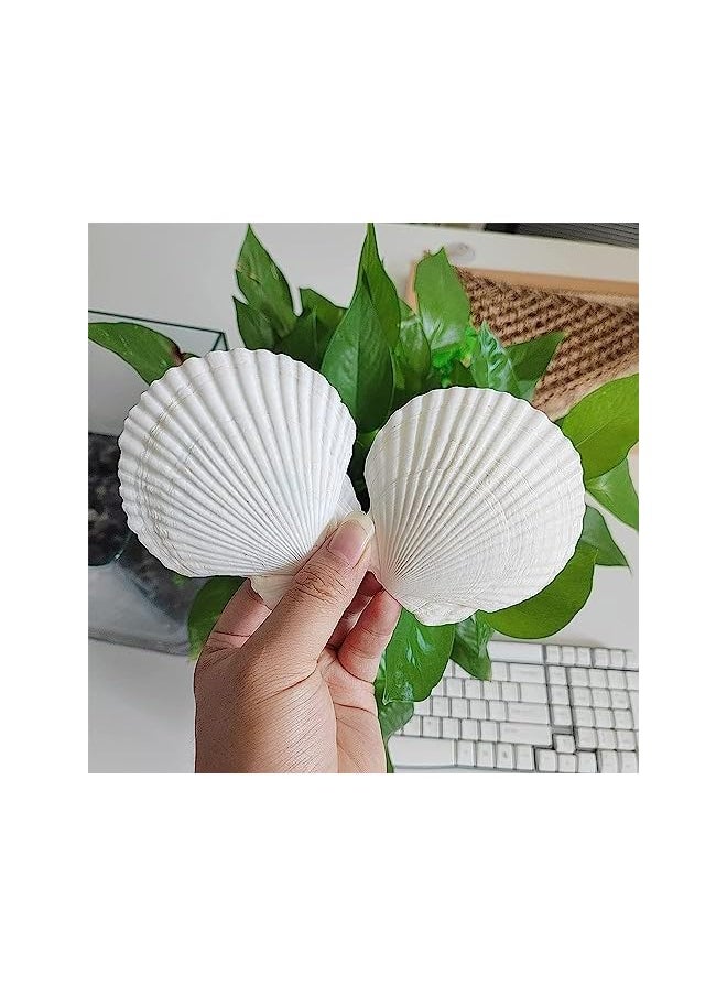 The Bros Sea Shells for Crafts Decoration Crafting 9-12cm White Scallop Shells, for Crafts DIY Painting Beaching Wedding Decoration, Beach Natural Scallop Shells Bulk,6pcs  - Image 5
