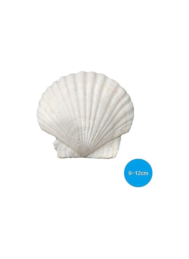 The Bros Sea Shells for Crafts Decoration Crafting 9-12cm White Scallop Shells, for Crafts DIY Painting Beaching Wedding Decoration, Beach Natural Scallop Shells Bulk,6pcs  - Image 2