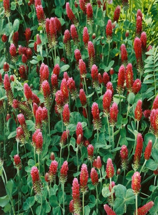 200Pcs Clover Seeds Cold-Resistant Non GMO Mini Gardening Gift Crimson Clover Seeds for Home - Red - Flower Seeds Vegetable Seeds Fruit Seeds Garden Plant Seeds for Planting - pzsku/ZB565F6B59C8D6A811D57Z/45/_/1735447097/8ba746d3-c889-4c0c-bf20-4b54278e2f2e