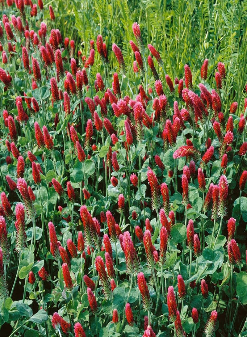 200Pcs Clover Seeds Cold-Resistant Non GMO Mini Gardening Gift Crimson Clover Seeds for Home - Red - Flower Seeds Vegetable Seeds Fruit Seeds Garden Plant Seeds for Planting