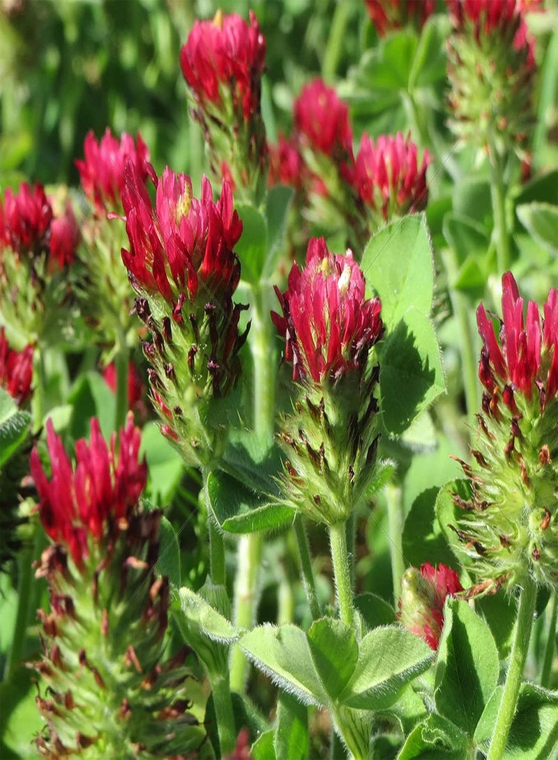200Pcs Clover Seeds Cold-Resistant Non GMO Mini Gardening Gift Crimson Clover Seeds for Home - Red - Flower Seeds Vegetable Seeds Fruit Seeds Garden Plant Seeds for Planting