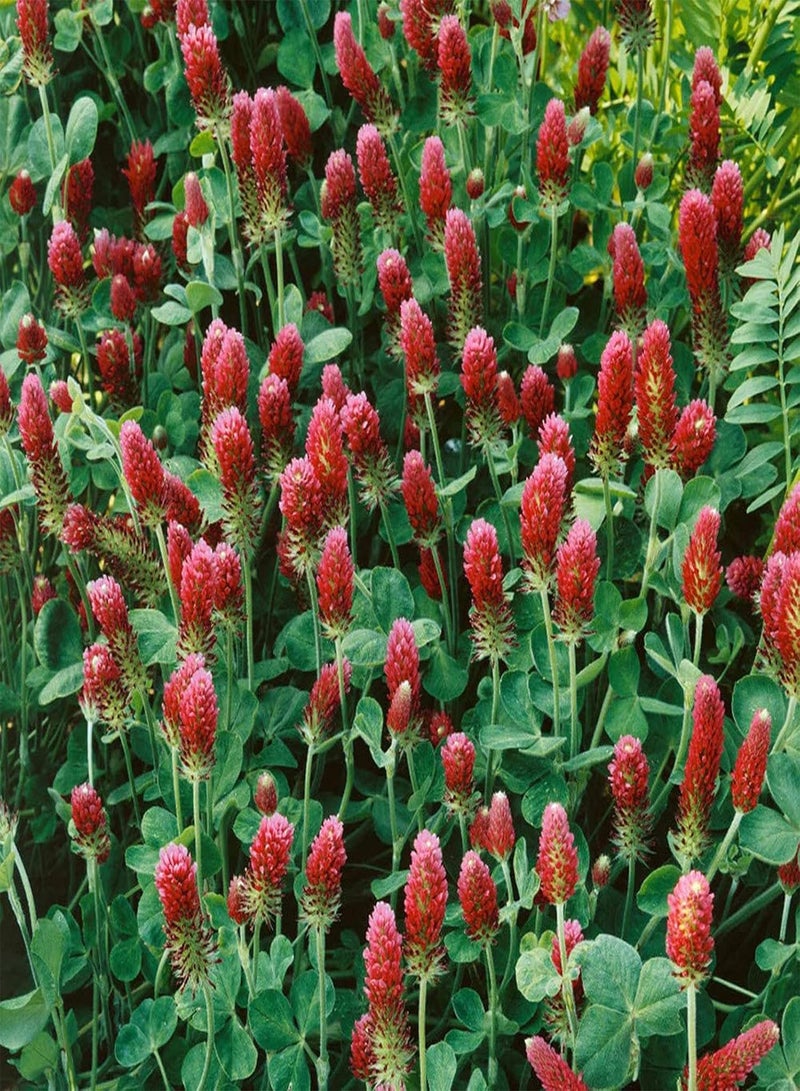 200Pcs Clover Seeds Cold-Resistant Non GMO Mini Gardening Gift Crimson Clover Seeds for Home - Red - Flower Seeds Vegetable Seeds Fruit Seeds Garden Plant Seeds for Planting