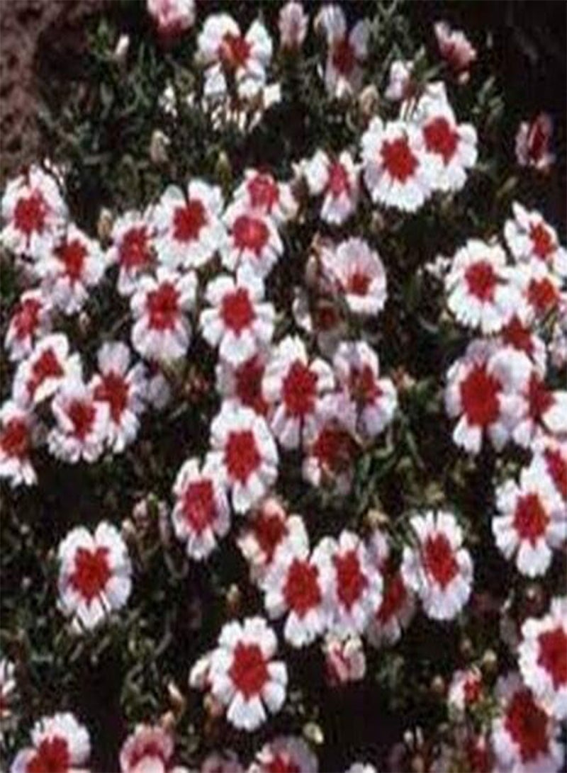 جي جوت القرنفل الصيني - دائري الشكل - 50 بذرة - Image 2