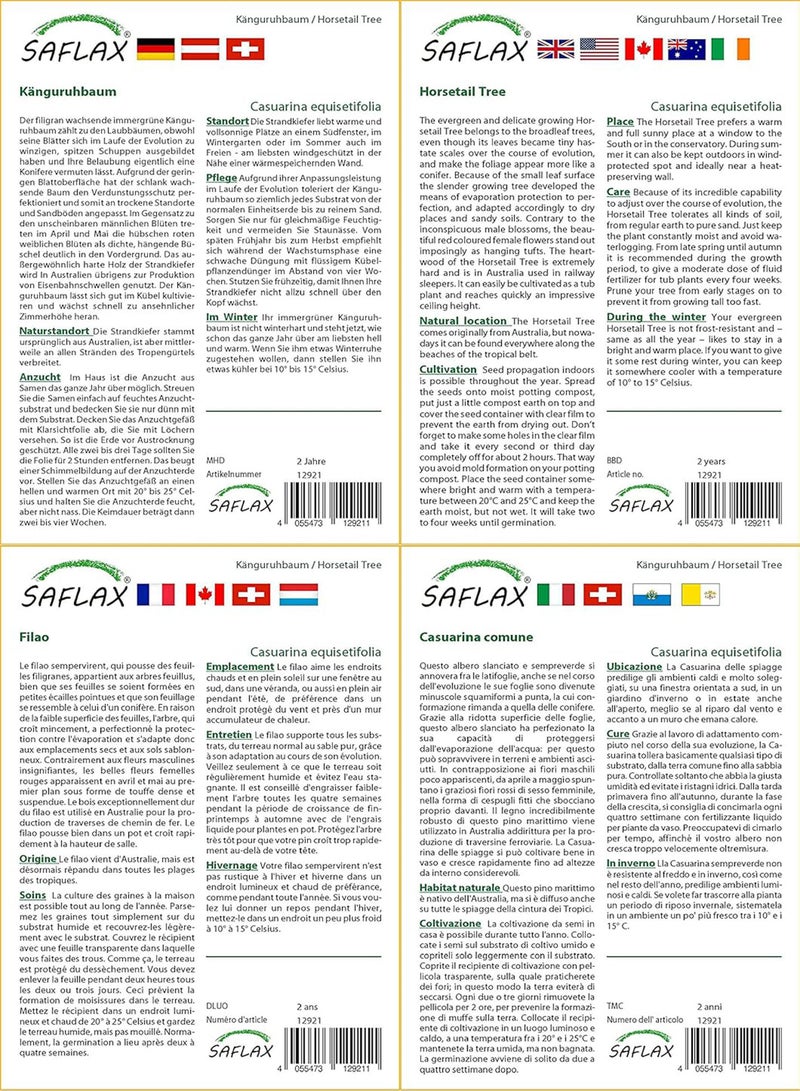 GGOOT Horsetail Tree - 200 Seeds - with Soil - Casuarina equisetifolia - Image 3