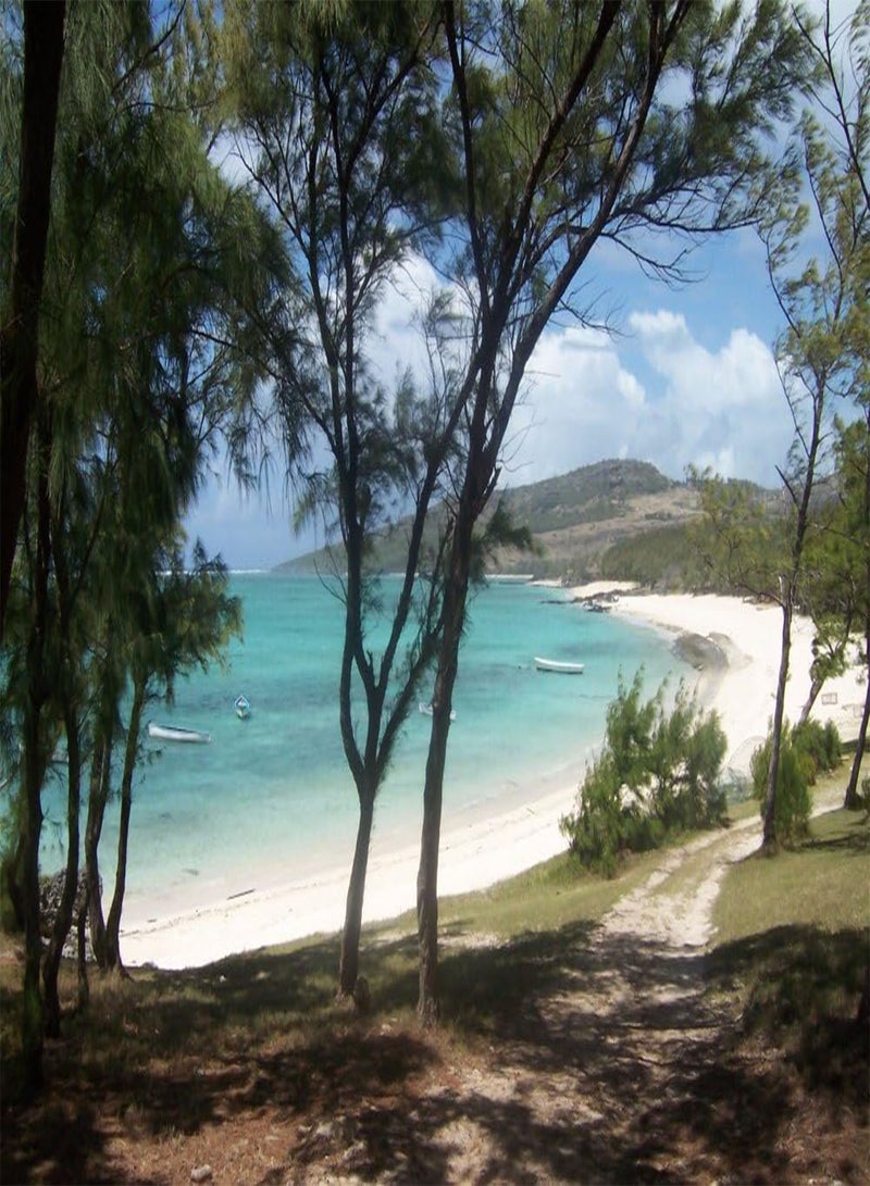 GGOOT Horsetail Tree - 200 Seeds - with Soil - Casuarina equisetifolia - Image 5