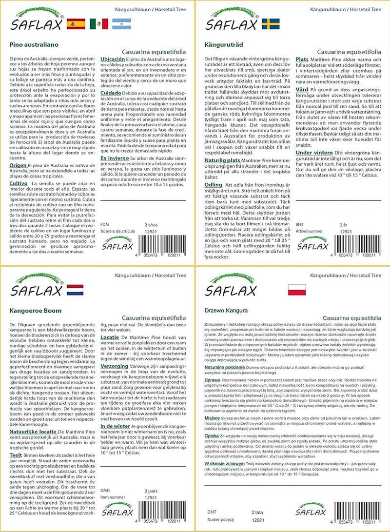 GGOOT Horsetail Tree - 200 Seeds - with Soil - Casuarina equisetifolia - Image 4