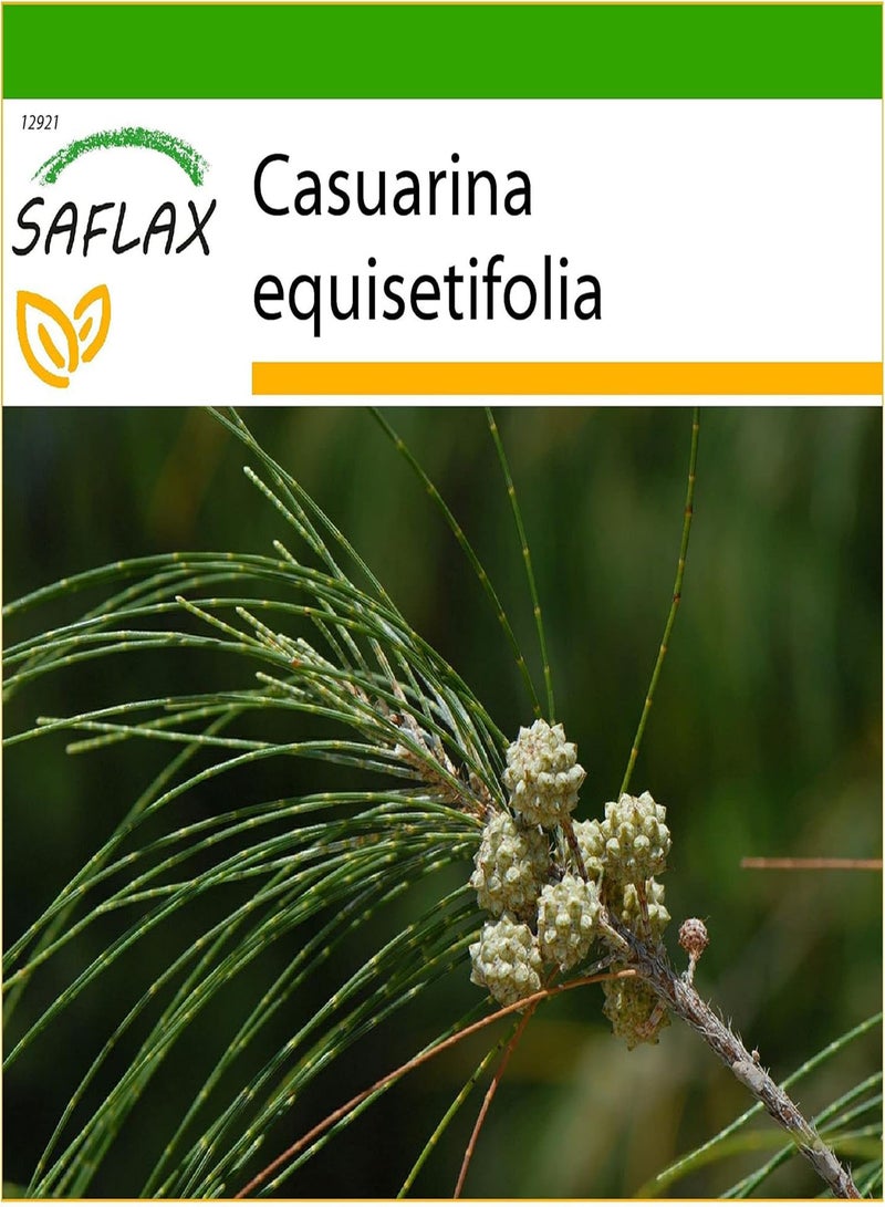 GGOOT Horsetail Tree - 200 Seeds - with Soil - Casuarina equisetifolia - Image 1