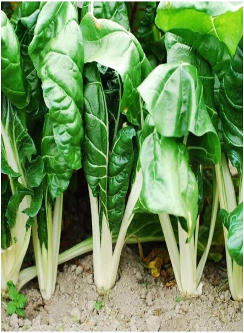GGOOT Swiss Chard - FORDHOOK Giant - 100 Organic - Image 1