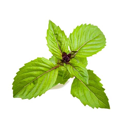 Click and Grow Cinnamon Basil 3-Pack Plant Pods for Smart Garden, Grow Fresh Greens at Home All Year Around - Image 4