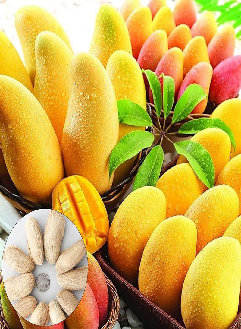 جي جوت بذور 10 قطع بذور شجرة المانجو بذور الفاكهة الحلوة حديقة المنزل ساحات زراعة بذور النباتات الاستوائية بذور المانجو  - Image 2