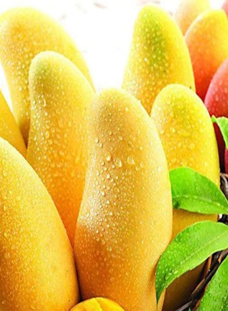 جي جوت بذور 10 قطع بذور شجرة المانجو بذور الفاكهة الحلوة حديقة المنزل ساحات زراعة بذور النباتات الاستوائية بذور المانجو  - Image 4