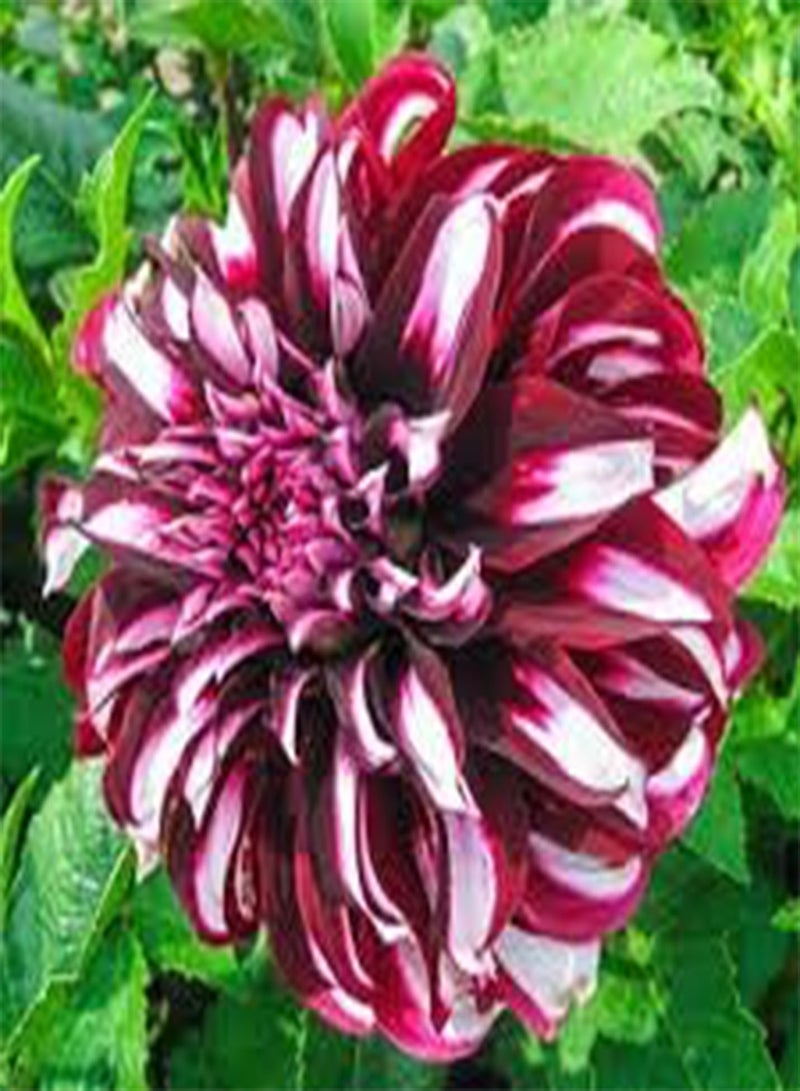 جي جوت بذور طازجة 10 قطع من بذور زهرة الداليا ثنائية اللون للزراعة باللون الوردي الداكن