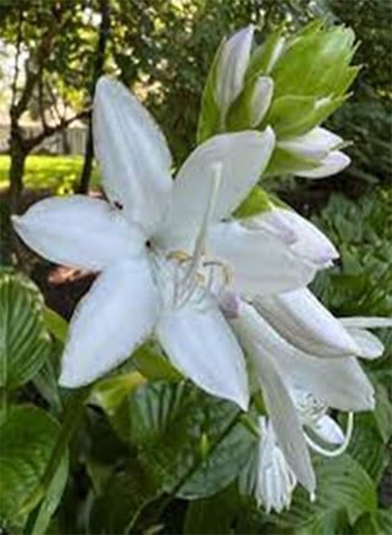 GGOOT 10pieces White Hosta Flower Seeds - Image 2