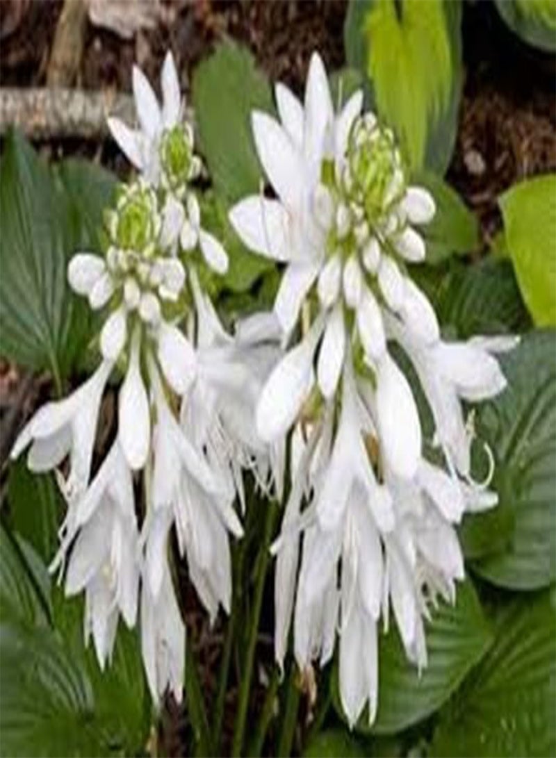 GGOOT 10pieces White Hosta Flower Seeds - Image 3