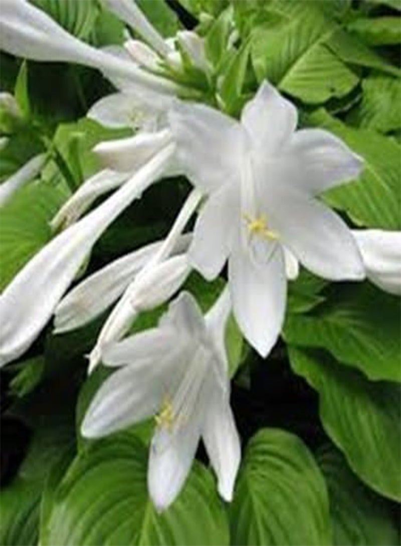GGOOT 10pieces White Hosta Flower Seeds - Image 1