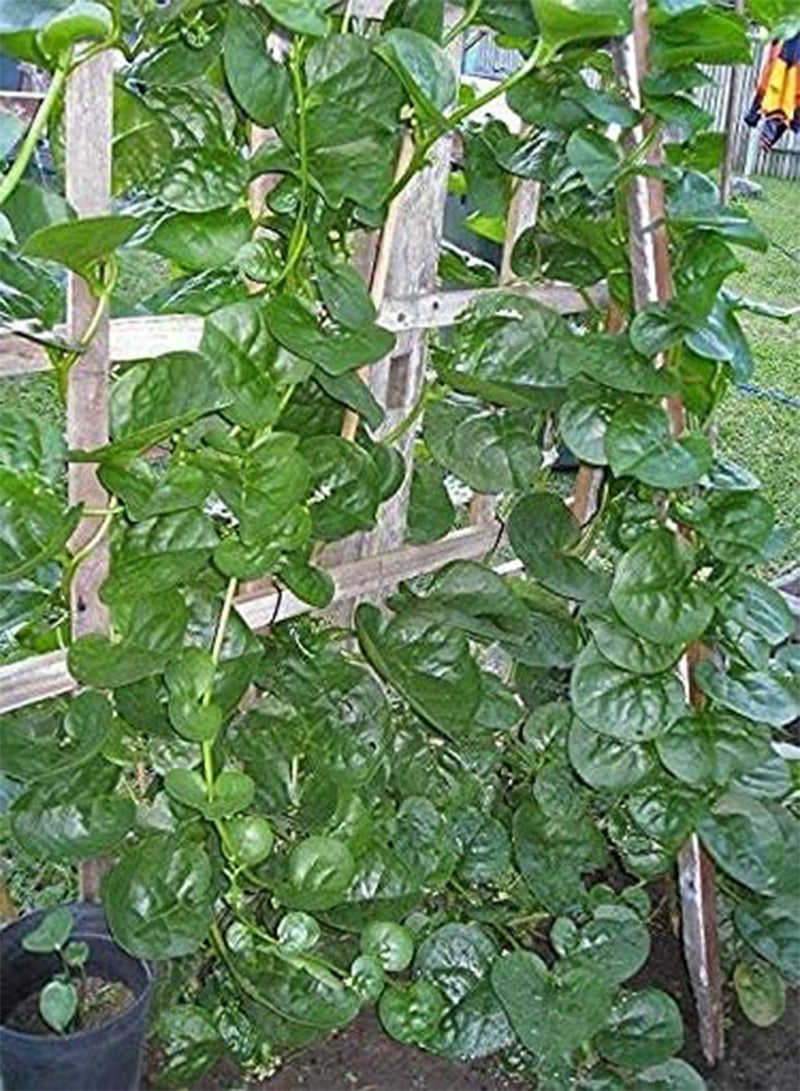 جي جوت 10 قطع من بذور السبانخ المالبارية الخضراء المتسلقة