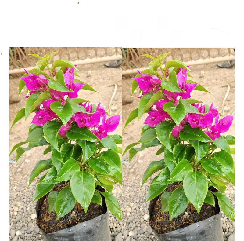 Enjoy 2 Seedlings of Bougainvillea Dwarf for Home Farming, Roof, Balcony, Garden Decoration by Menoufia Nurseries