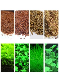 Generic 4 Pack Aquarium Plant S.e.e.d Set, Aquarium Carpet, for Fresh Water Fish Tank,Easy To Plant,High survival rate（10G/Pack/‌≥1000PCS ）  - Image 1
