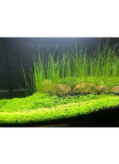Generic 4 Pack Aquarium Plant S.e.e.d Set, Aquarium Carpet, for Fresh Water Fish Tank,Easy To Plant,High survival rate（10G/Pack/‌≥1000PCS ）  - Image 5
