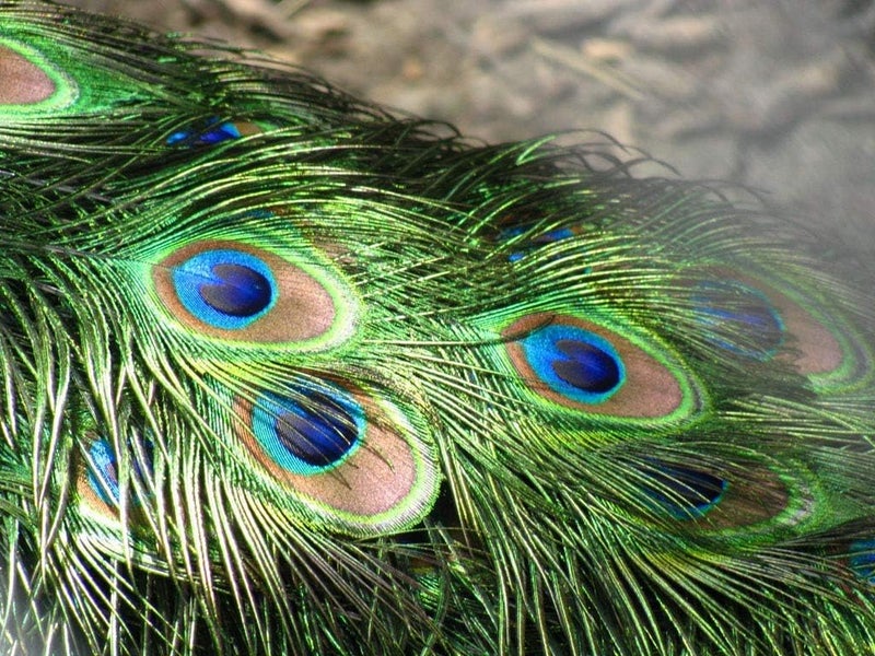 Achleshwar Real Mor Pankh Pack of 30 | Natural Peacock Feathers for Craft & Decoration Decorative Feathers | Multicolor | Standard Size - Image 3