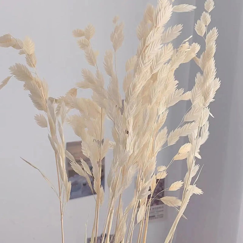 Bluejw Little Hope Grass Eternal Preserved Dried Flower Bouquet – Long-Lasting 3-5 Years, Post-Modern Home Decor Ornament with Natural Dried Plants - Image 1
