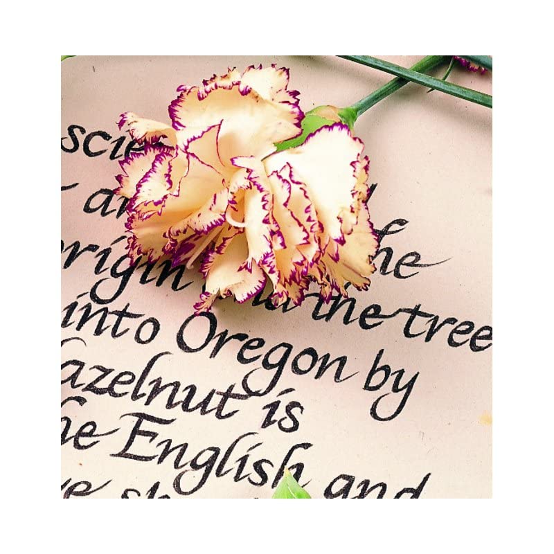 Staedtler Pigment Liner, 0.3mm, Black Ink (308-0.3) - Image 2