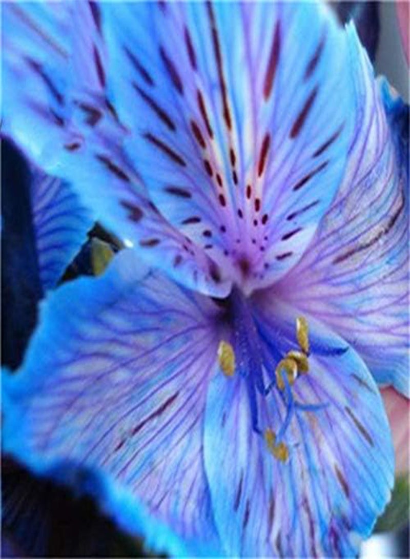 GGOOT 100PCS/Pack Lily Seeds Rare Peruvian Lily Alstroemeria Bonsai Plants Mix-Color Beautiful Lilies Flower For Home & Garden Decoration - 3 - Image 3