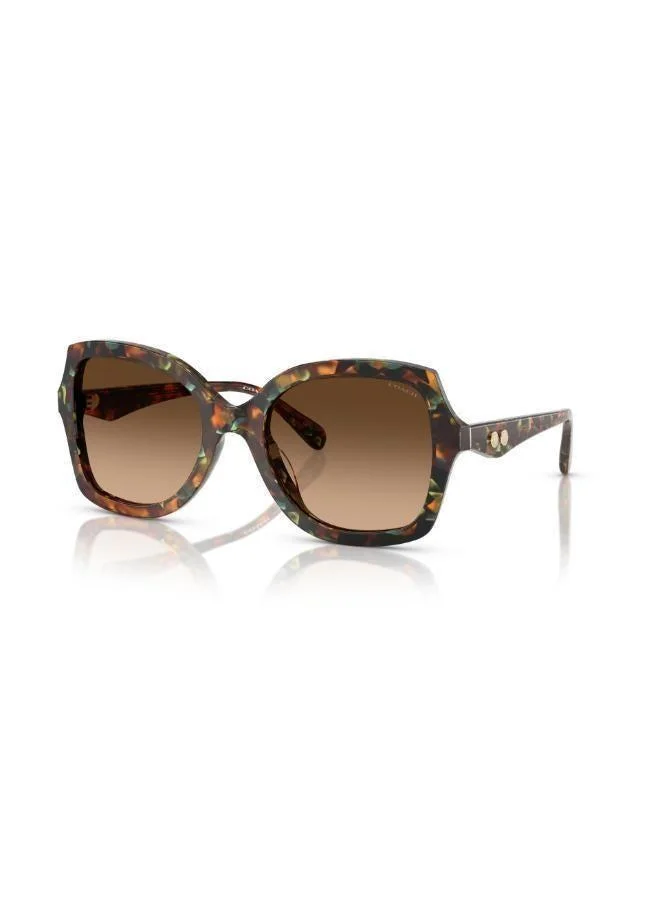 COACH  0Hc8410U Oversized Sunglasses for Women | Best Price UAE