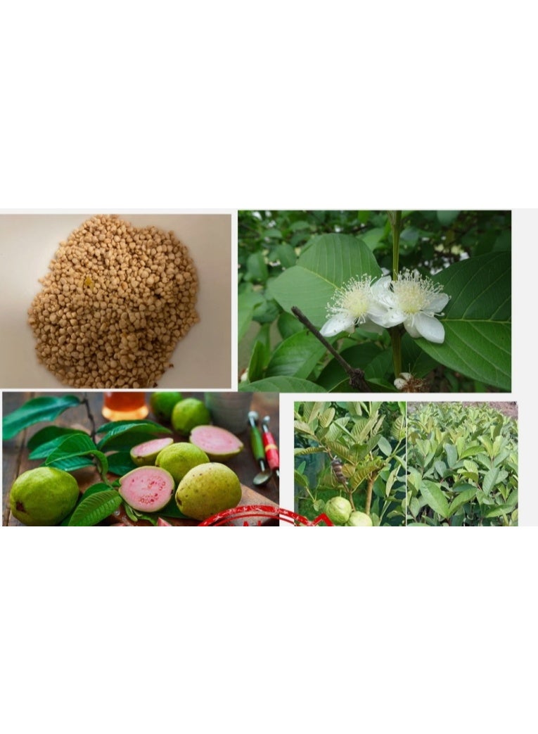 ٥٠ بذرة جوافة (Psidium guajava) حلوة حمراء لذيذة نادرة بذور فاكهة استوائية للزراعة في الحديقة - Image 2