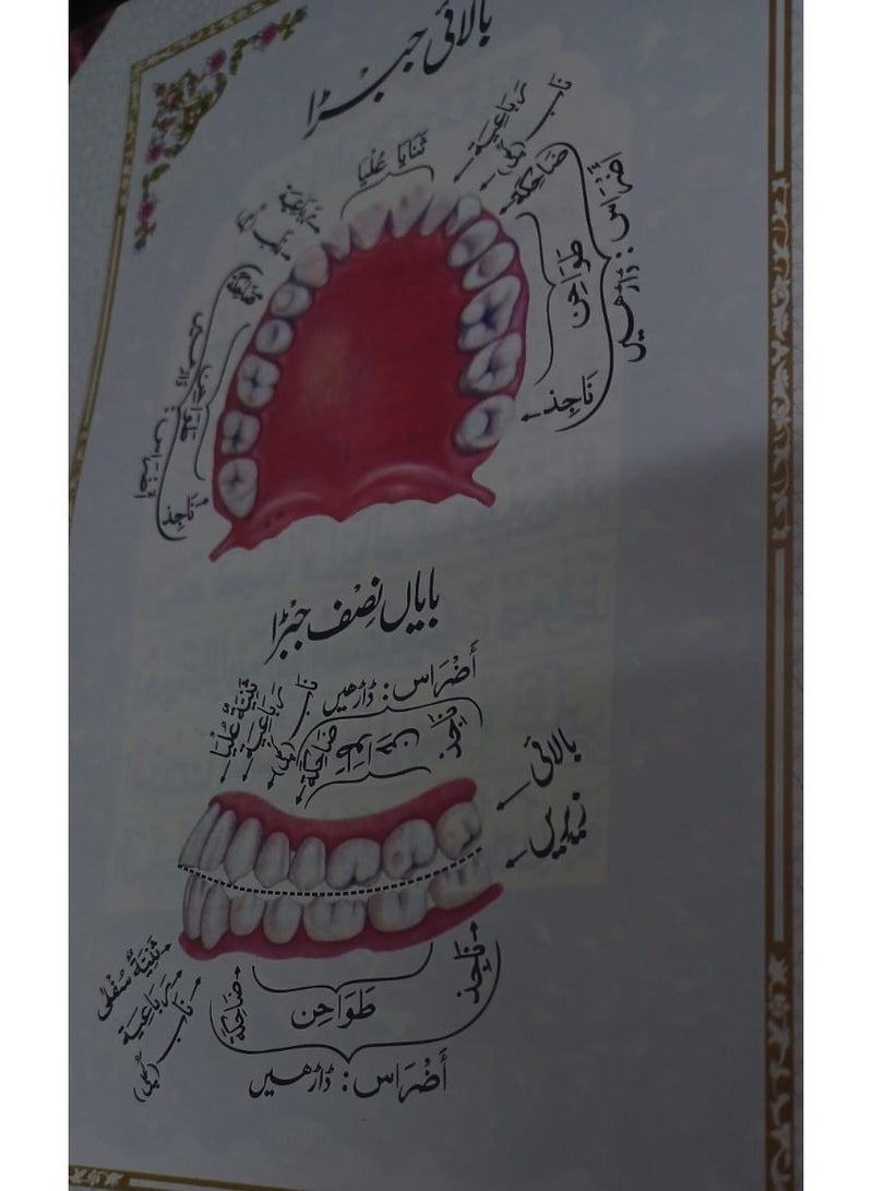 Tajweed Quran in Urdu script, colored letters, large size 17*24 - Image 4