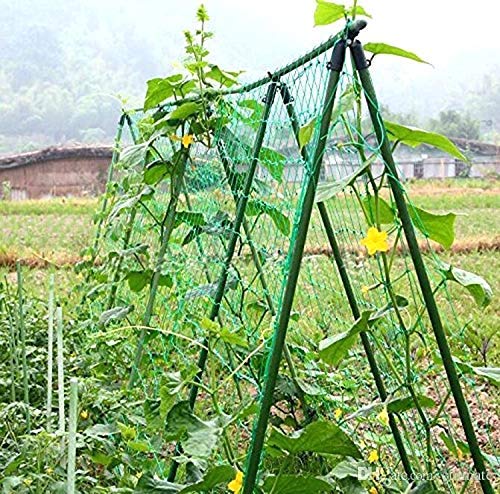 LJL Traders Plant Climbing Net, Creeper Plant Support Net For Agriculture And Gardening -10 Feet X 30 Feet (3Mx9M), Blue - Image 5